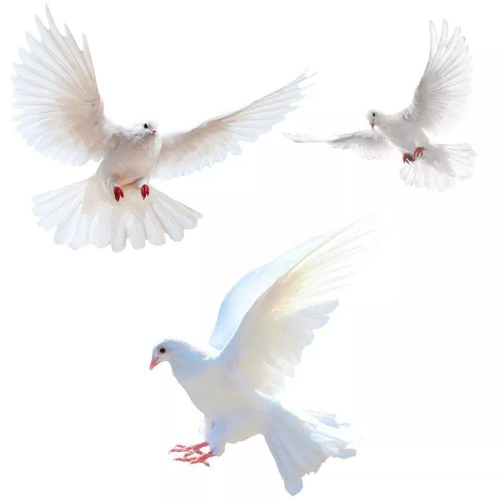 Peace Dove Wall Stickers for L - Interior Design Magazine review and price