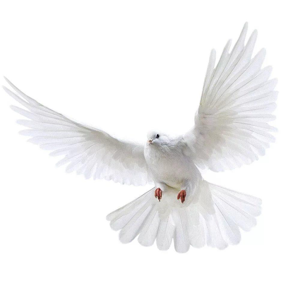 Peace Dove Wall Stickers for L - Interior Design Magazine review and price
